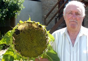 Sonneblom 31cm in deursnee